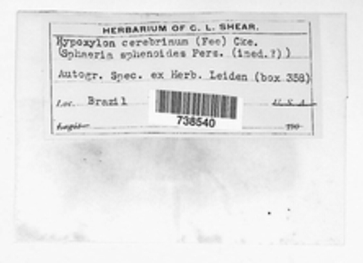 Neohypodiscus cerebrinus image